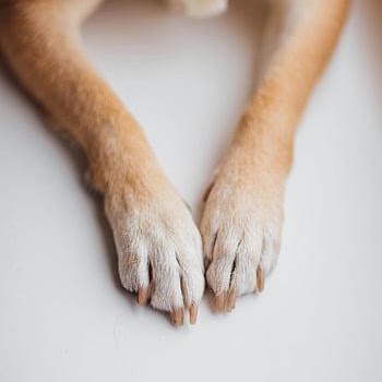 Clip & Dip Dog Grooming public website photograph