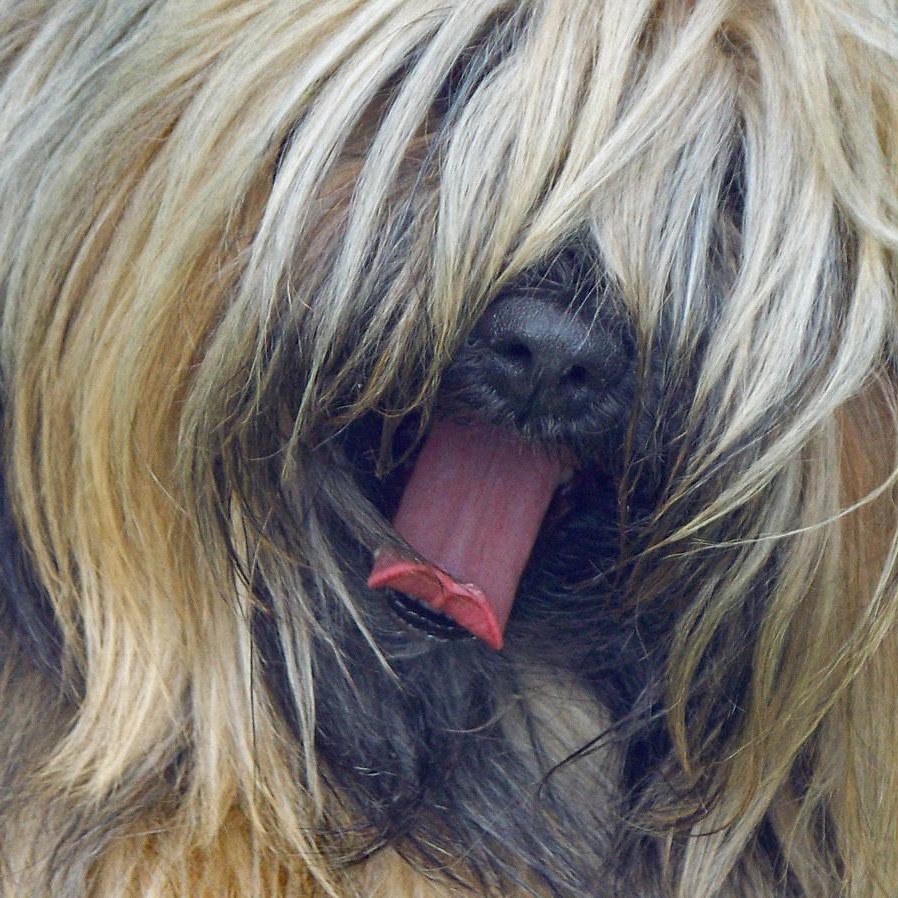 Clip & Dip Dog Grooming public website photograph