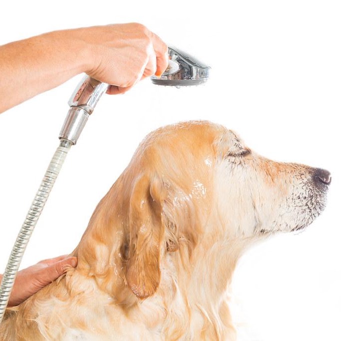 Clip & Dip Dog Grooming public website photograph