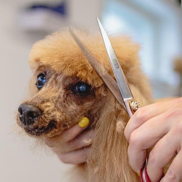 Clip & Dip Dog Grooming public website photograph